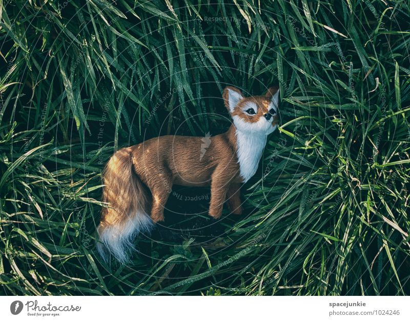 Mr. Fox (2) Environment Nature Spring Winter Meadow Field Animal Wild animal 1 Observe Relaxation Sleep Dream Sadness Exceptional Dark Brown Green White Romance