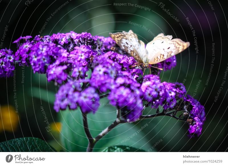 White Peacock Anartia Jatrophae Beautiful Nature Animal Antenna Butterfly Wing Natural Cute Brown Black Insect orange colorful wildlife spots pretty