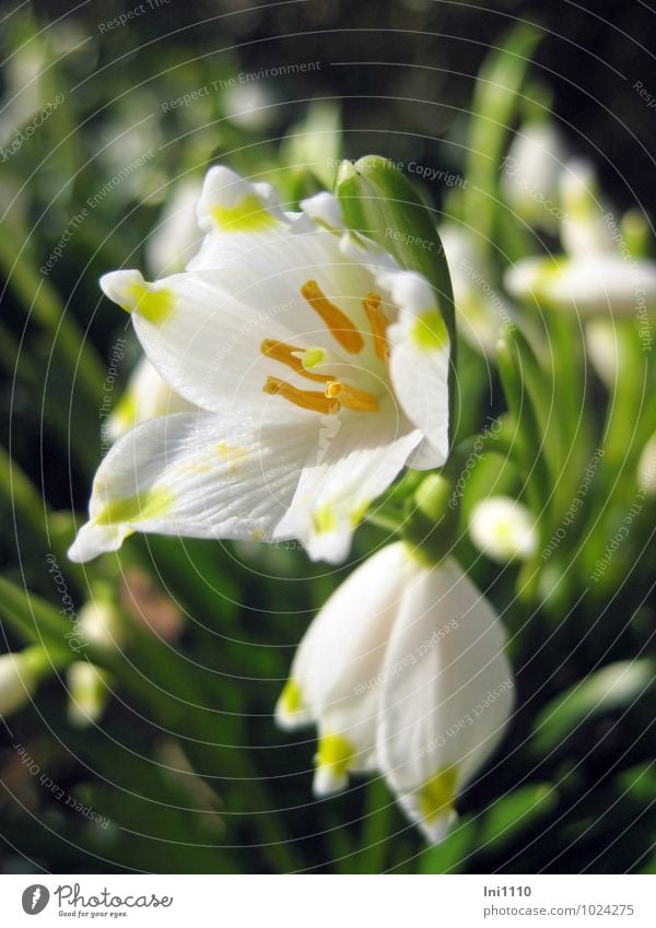 March cup Nature Landscape Plant Sunlight Spring Beautiful weather Flower Leaf Blossom Wild plant Spring snowflake Garden Park Meadow Exceptional Glittering