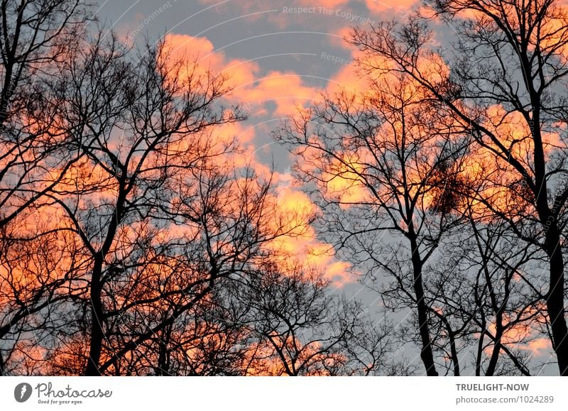 New morning Environment Nature Landscape Fire Air Sky Clouds Sunrise Sunset Sunlight Winter Beautiful weather Tree Treetop oaks Park Esthetic Exceptional