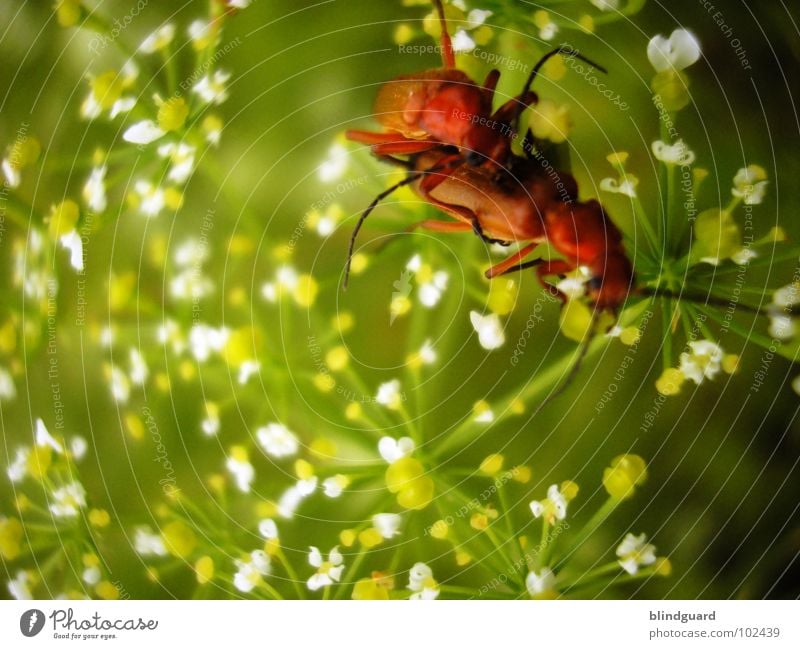 It's A Bug Porno Red Bow Russet Beetle Offspring Insect Open Grass Green White Blossom Flower Consecutively Together Pornography Macro (Extreme close-up) Fine