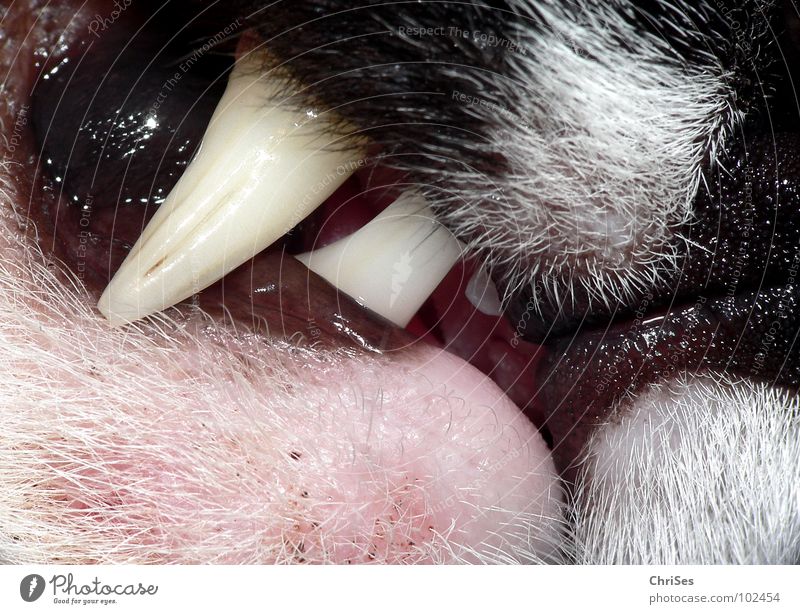 Cat grin_01 To feed Rip Snarl Fang Womanizer Northern Forest Macro (Extreme close-up) Close-up Mammal Anger Aggravation Domestic cat Set of teeth snort Muzzle