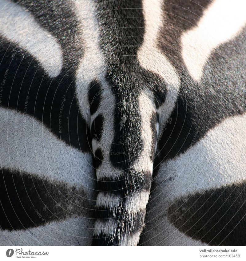 Strip ass. Stripe Zebra White Black Tails Animal Savannah Africa Zoo Symmetry Fart Bottom Mammal Patch Bangs Contrast poet Musculus Maximus Excretion