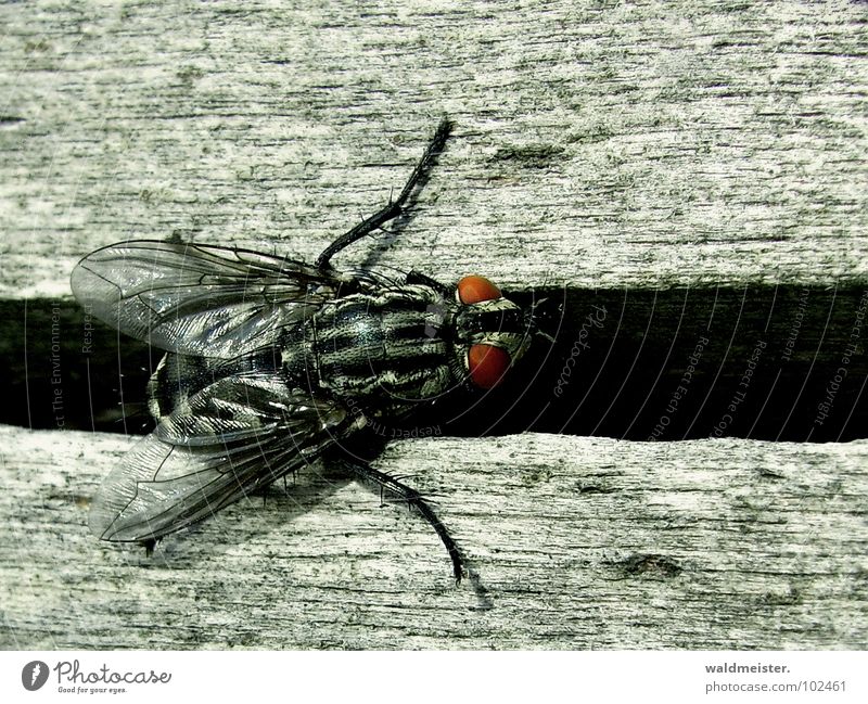 Gap and Fly II Insect Flesh fly Macro (Extreme close-up) Column Furrow Crawl Disgust Dark bothersome Eyes