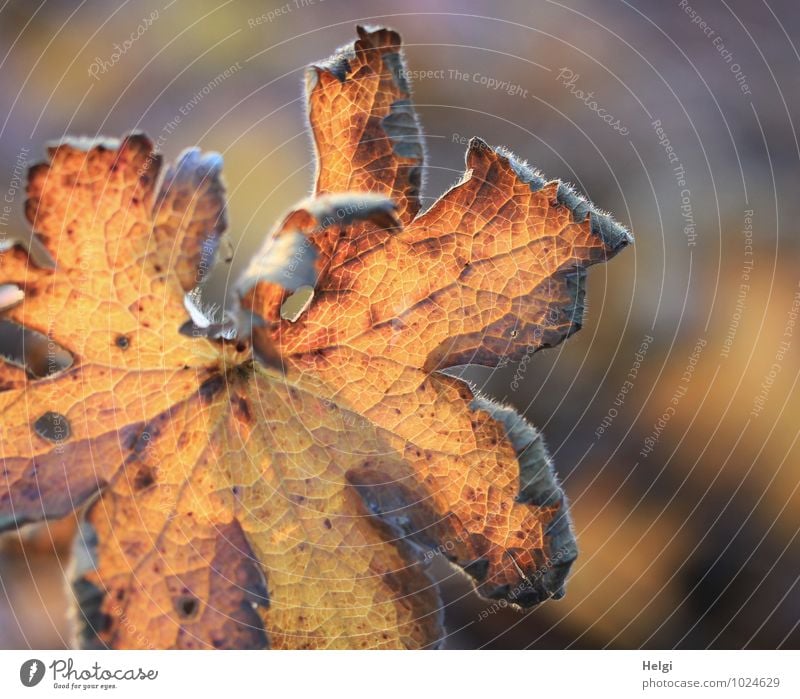 What a mess of summer leftovers. Environment Nature Plant Autumn Beautiful weather Leaf Maple leaf Rachis Park Old Illuminate To dry up Authentic Natural Dry