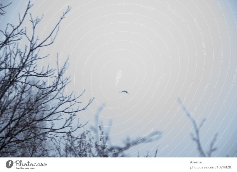 Blue hour Sky Fog Bushes Twigs and branches Animal Bird Raven birds Crow 1 Flying Wanderlust Loneliness Far-off places ephemerality Fleeting Subdued colour