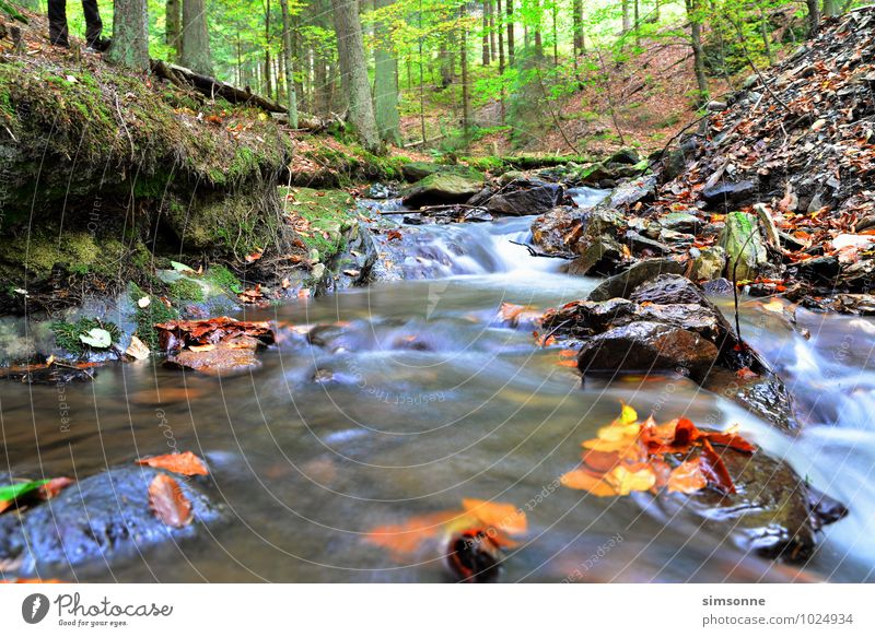 Brook in the forest Environment Nature Landscape Water Autumn Weather Plant Tree Grass Forest Calm Adventure Style Wellness Wurzbach Warmensteinach