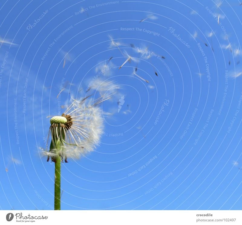 Attention, seed invarsion! Dandelion Blue sky Stalk Offspring Green Propagation Seed Flying Freedom Sail Umbrella