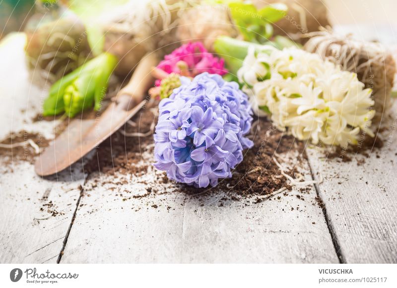 Hyacinth and shovel on white wooden table Style Design Leisure and hobbies Summer Garden Decoration Nature Plant Spring Flower Background picture Hyacinthus