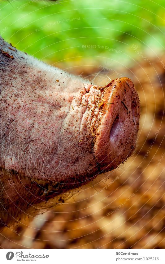 pig nose Happy Swine Pig's snout Snout Nose 1 Animal Odor Clean Colour photo Subdued colour Exterior shot Close-up Detail Deserted Shallow depth of field