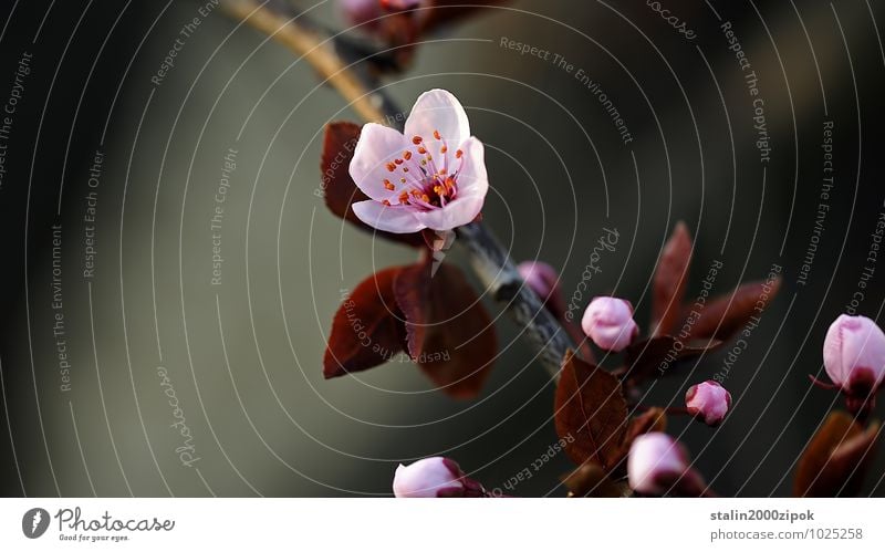 japan Elegant Beautiful Healthy Gardening Nature Spring Flower Faded Colour photo Detail Day Blur Front view Blossom Blossoming Delicate Open