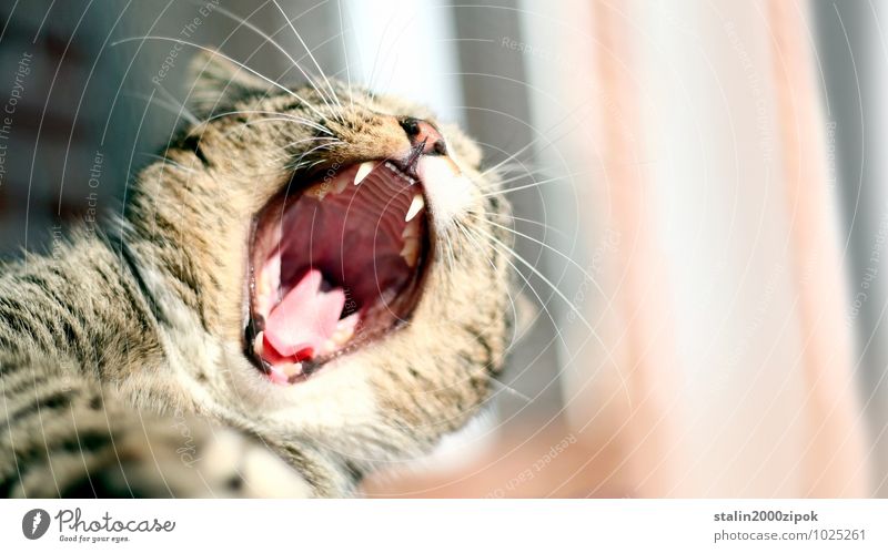 Car Air Cat 1 Animal Colour photo Detail Day Blur Animal portrait Dangerous Show your teeth Set of teeth Cat's head Shallow depth of field Threaten Menacing