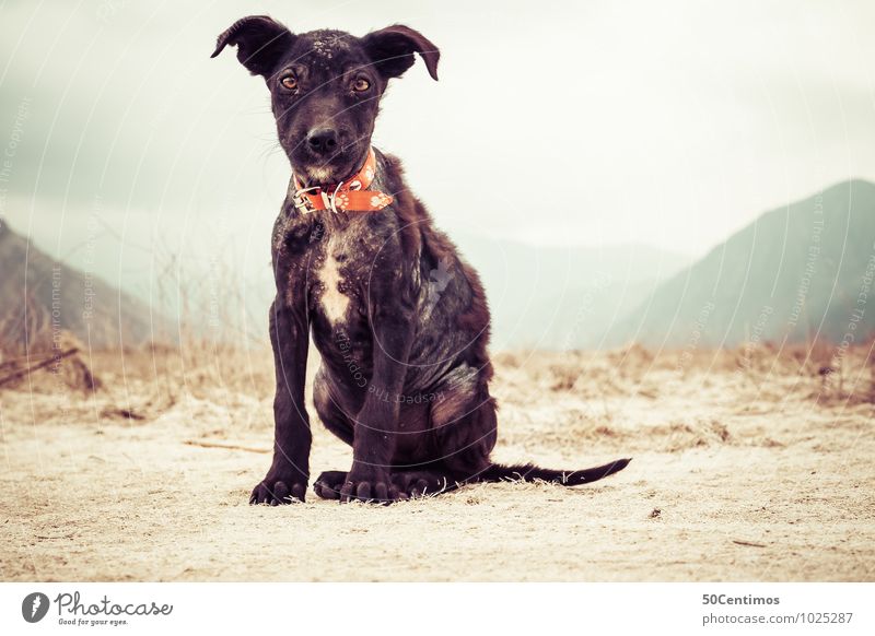 small sick street dog Animal Wild animal Dog Street dog Baby animal 1 Protection Feeble Illness Sin Colour photo Subdued colour Exterior shot Close-up