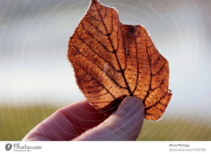 little beauty Harmonious Senses Calm Meditation Sun Fingers Thumb Environment Nature Plant Leaf Dream Esthetic Small Orange Happy Beautiful Attentive