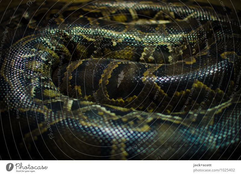 Snake Nest Anacondas 2 Animal Pair of animals Stripe Relaxation Lie Wait Threat Creepy Long Astute natural Force Might Safety (feeling of) Secrecy Watchfulness