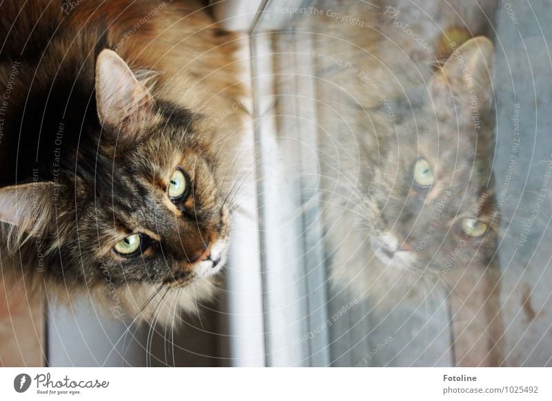 Please. May I go outside? Animal Pet Cat Animal face Pelt 1 Elegant Near Curiosity Soft Cat's ears Cat eyes Shutter Window pane Maine Coon purebred cat