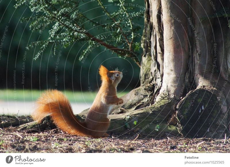 Something's hanging up there! Environment Nature Plant Animal Elements Earth Spring Beautiful weather Tree Garden Park Wild animal Pelt 1 Bright Small Near