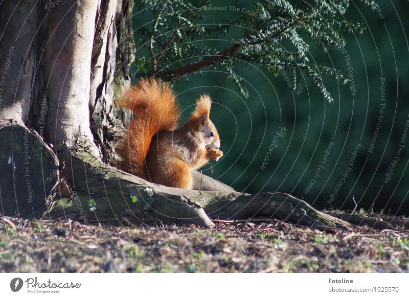 Breakfast! Environment Nature Plant Animal Elements Earth Sunlight Spring Tree Garden Park Wild animal 1 Brash Free Small Near Natural Soft Green Orange