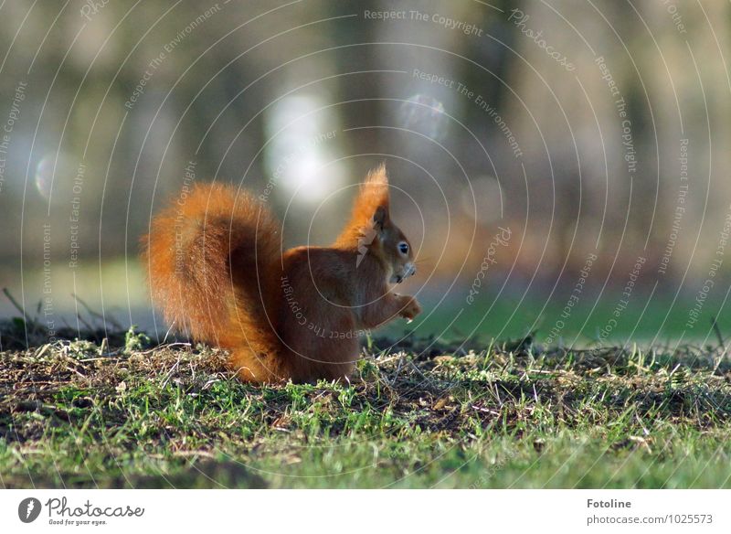 Puschel Environment Nature Plant Animal Elements Earth Spring Grass Garden Park Meadow Bright Small Green Red Squirrel To feed Soft Colour photo Multicoloured