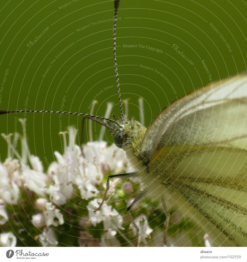 Papillon Du Chassezac Colour photo Close-up Detail Macro (Extreme close-up) Deserted Copy Space top Neutral Background Shallow depth of field Animal portrait