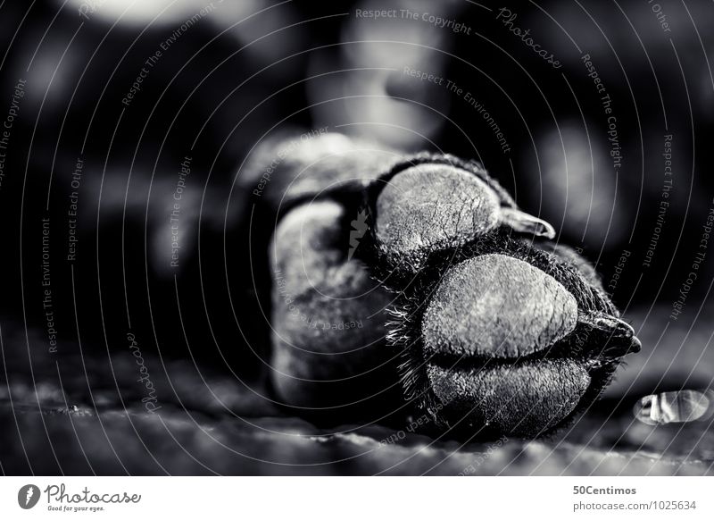 dog paw Animal Pet Wild animal Paw 1 To enjoy Sleep Elegant Near Cute Contentment End Death Black & white photo Close-up Detail Macro (Extreme close-up)