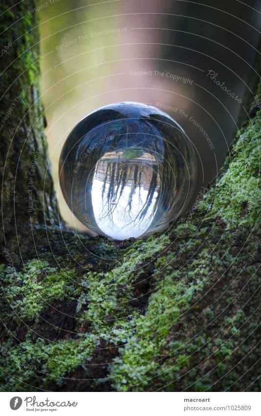 Transparent World Glass ball Nature Grass Meadow Earth Crystal Ball Natural Reflection Mirror image Moss Fern Green Destructive weed Tree Tree trunk Gap