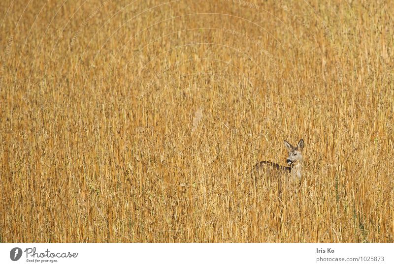 Camouflage helps Nature Plant Animal Field Wild animal Roe deer 1 Observe Stand Esthetic Natural Watchfulness Listening Beige Colour photo Subdued colour