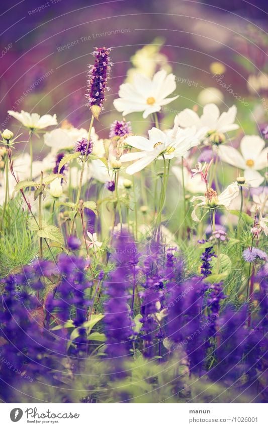 It blooms Garden Gardening Market garden Nature Plant Summer Autumn Flower Bushes Blossom Wild plant Green Violet White Colour photo Exterior shot Day Contrast