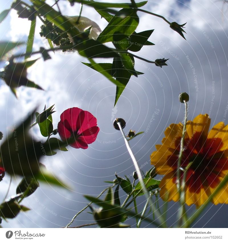 Alarm for water-shy insects ... Flower Meadow Clouds Storm clouds Growth Worm's-eye view Aspire Threat Plant Blossom Summer Multicoloured Fresh Cold Converse