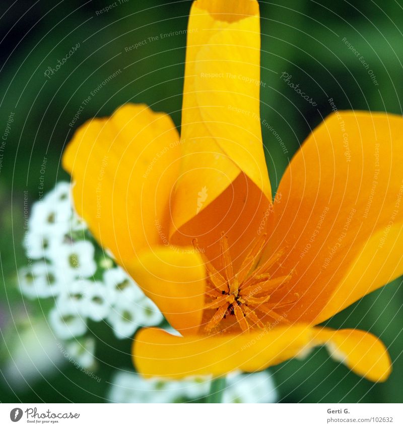 small rolls Yellow Flower Blossom Pollen White Coil Round Deploy Disperse Thin Delicate Fine Star (Symbol) background blur Nature Pistil curled