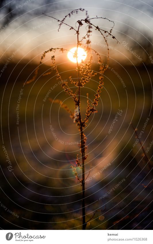 sunflower plant Environment Nature Plant Sun Sunrise Sunset Sunlight Autumn Beautiful weather Grass Foliage plant Wild plant Meadow Field Illuminate Growth