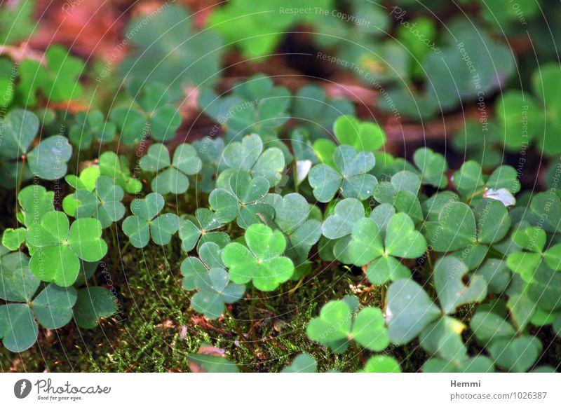 shamrock Environment Nature Landscape Plant Flower Grass Moss Leaf Blossom Foliage plant Garden Park Meadow Field Forest Hill Rock Brown Green Cloverleaf