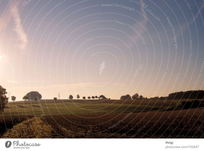 the day awakens... Morning Back-light Field Cornfield Tree Light Electricity pylon Roadside Clouds Idyll Moody Sunrise Brown Green White Panorama (View) Horizon