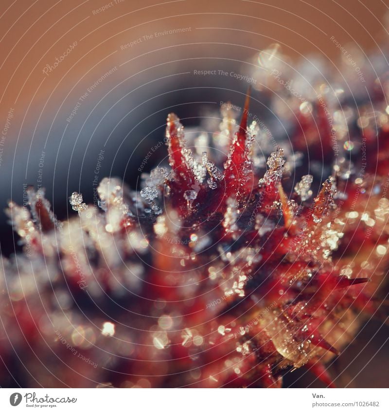 thorn roll Nature Plant Winter Ice Frost Snow Thorn Thorny Blackberry bush Cold Red Colour photo Multicoloured Exterior shot Close-up Detail