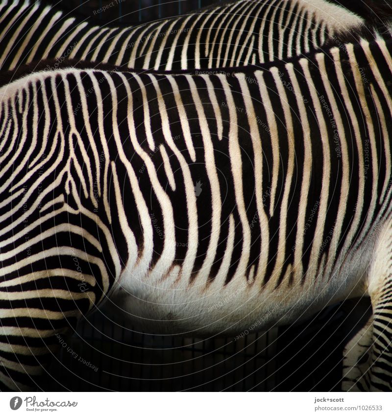 stripes make slim Zebra 2 Pair of animals Stripe Authentic Inspiration Illusion Camouflage Side by side Evolution Detail Abstract Pattern Structures and shapes