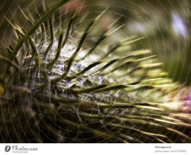 cuddle Thistle Prickle Pierce Blossom Plant Environmental protection Large Daisy Family Botany Botanist Delicate Magician Macro (Extreme close-up) Close-up