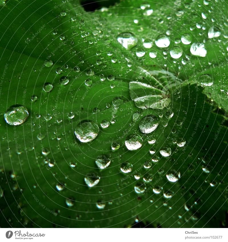 Raindrops_02 Leaf Green Wet Damp Plant Foliage plant Creeper Spring Summer Cold Autumn Botany Northern Forest Macro (Extreme close-up) Close-up Water