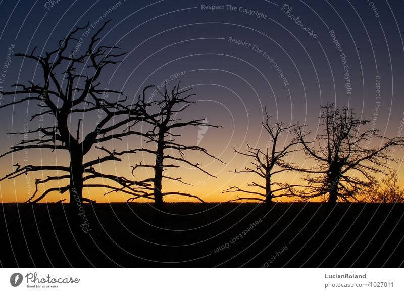 Tree silhouettes at sunrise Nature Plant Sky Cloudless sky Night sky Sunrise Sunset Sunlight Winter Beautiful weather Forest Canyon Grand Canyon valley edge