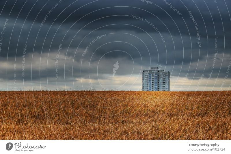 Lonely Giant II Harvest Wheat Ear of corn Field Cornfield Barley Agriculture Farm Autumn Footpath Meadow Rut Rural Storm Clouds Bad weather Gale Thunder Cold