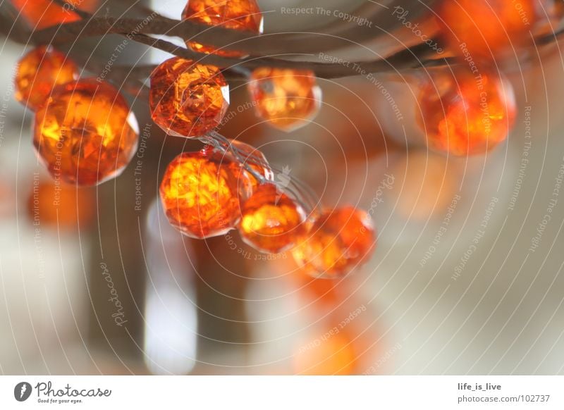 orange_small_round_precious Precious Beautiful Small Round Blur Jewellery Detail Macro (Extreme close-up) Close-up Art Culture Pearl Chain Orange pearls