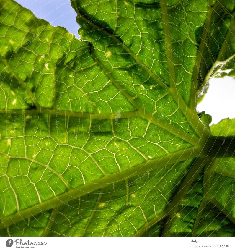 cucumber leaf Leaf Green Leaf green Growth Stalk Vessel Worm's-eye view Plant Tub Flourish Yellow Brown Near Vegetable Macro (Extreme close-up) Close-up