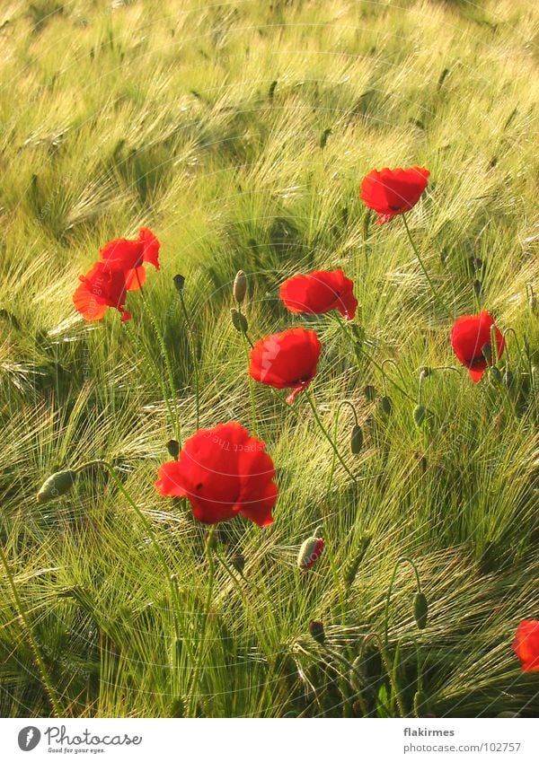 Poppy seed in cornfield Cornfield Summer Hippie Red Agriculture drive Life Flowers. plants