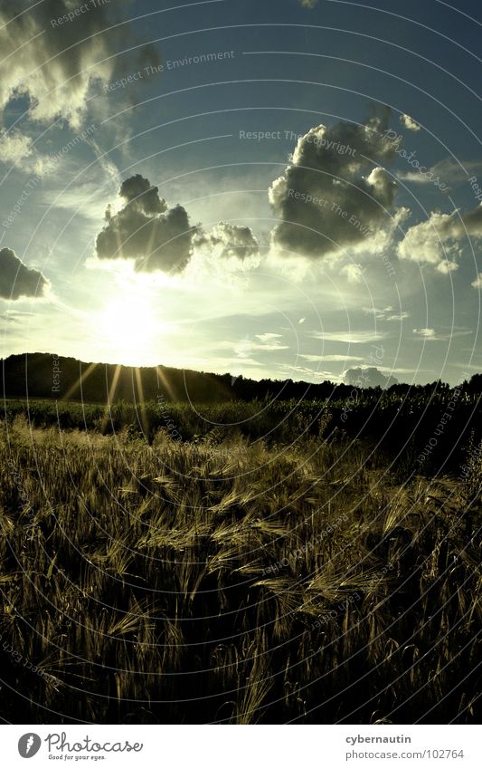 Field, forest and meadow photo Summer Meadow Sunset Sunbeam Clouds Grain Harvest Sky Evening