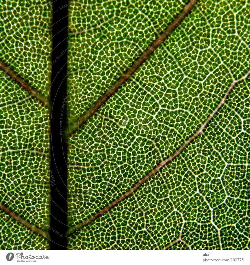 The sheet 16 Plant Green Botany Part of the plant Creeper Verdant Environment Bushes Back-light Leaf Background picture Tree Near Photosynthesis Vessel Detail