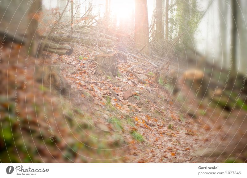 Light in the forest Environment Nature Sun Sunlight Autumn Winter Tree Forest Warmth Autumnal Automn wood Autumn leaves Leaf Tree trunk Woodground Forest walk