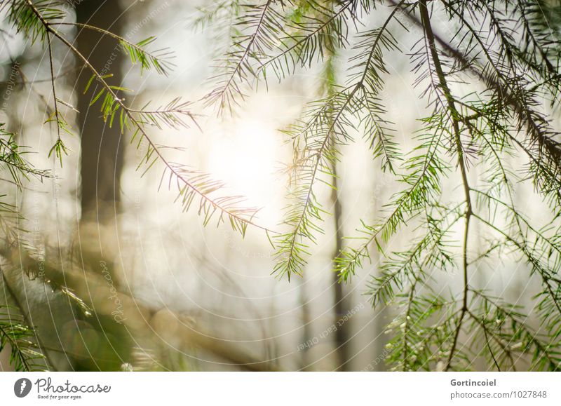 winter sun Environment Nature Sun Sunlight Winter Tree Natural Coniferous trees Forest Twig Colour photo Subdued colour Exterior shot Copy Space left