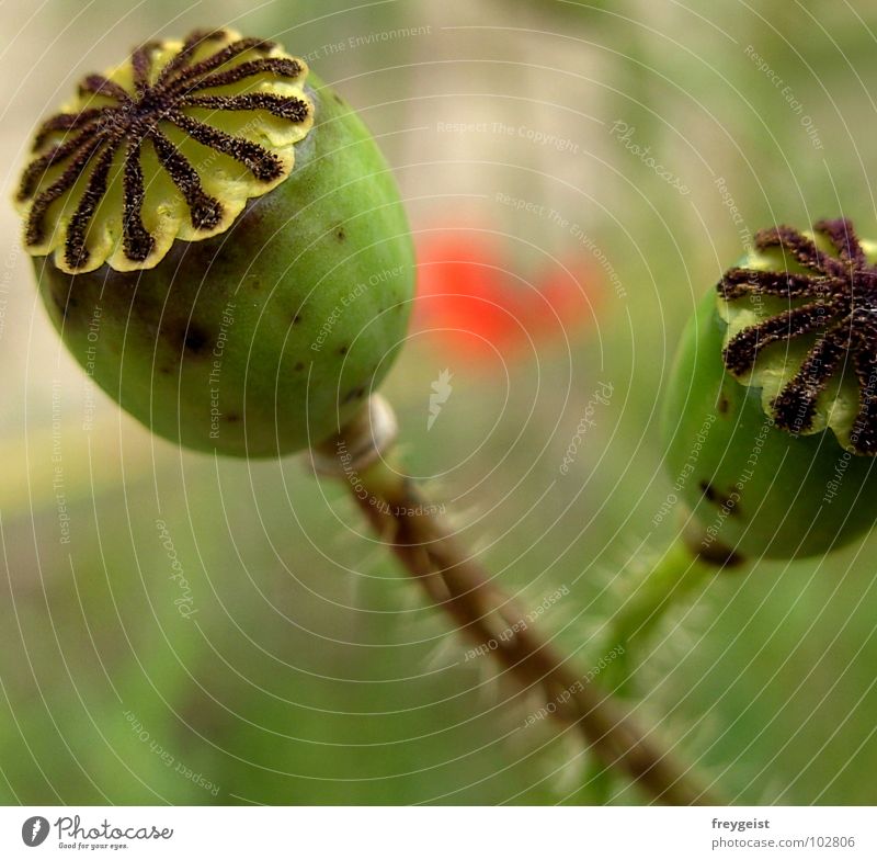 Poppy in Motion Flower Blossom Field Cornfield Red Green Bud Nature