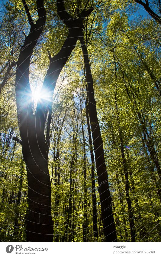 When spring comes....a May forest with sun Nature Plant Animal Sun Sunlight Spring Summer Beautiful weather Tree Leaf Forest Healthy Thin Warmth Green Joy Happy