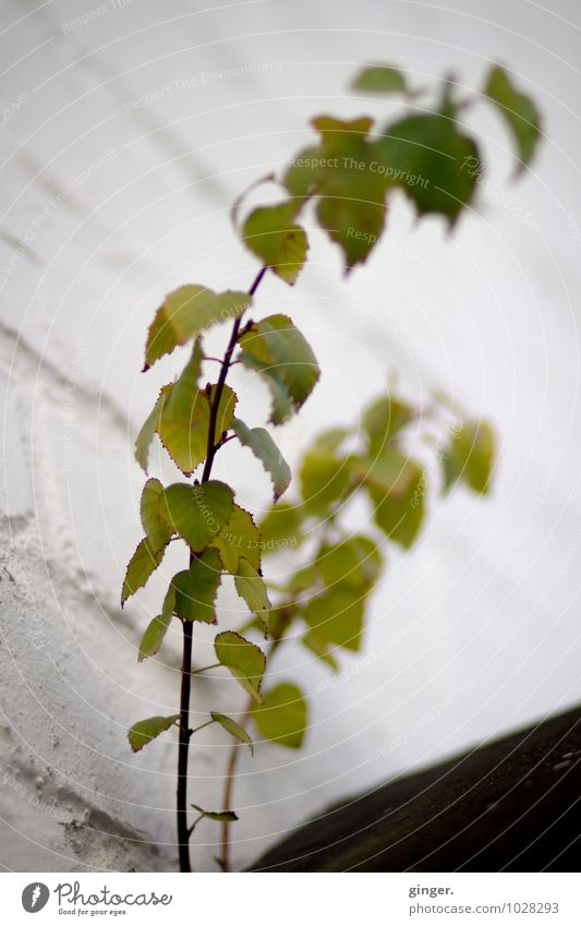 corner crop Environment Nature Autumn Plant Bushes Foliage plant Green Black White Sadness Leaf Small Many Wall (building) Plucked Delicate Branch Corner