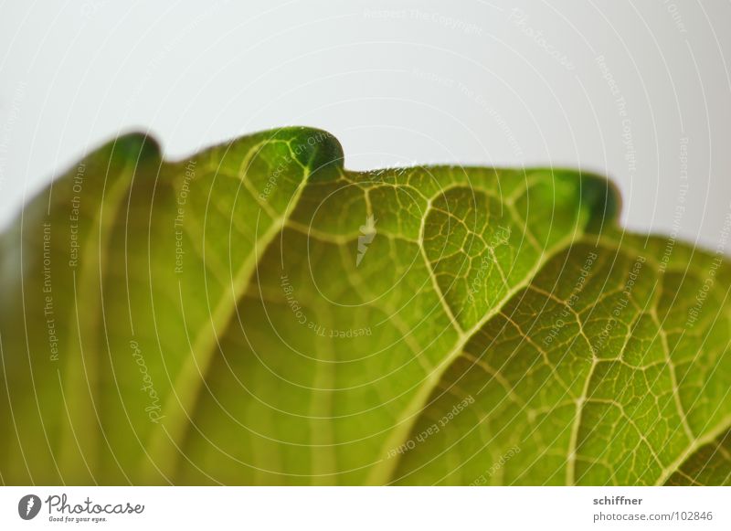 Even a back can delight... Leaf Plant Reptiles Green River Brook back of leaves Prongs Barn Dragon Back Macro (Extreme close-up)